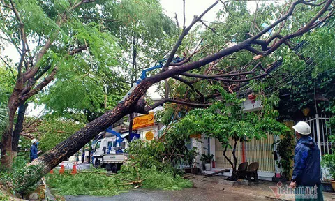 Mưa xối xả, đường ở Đà Nẵng thành sông, hàng loạt cây xanh ngã đổ